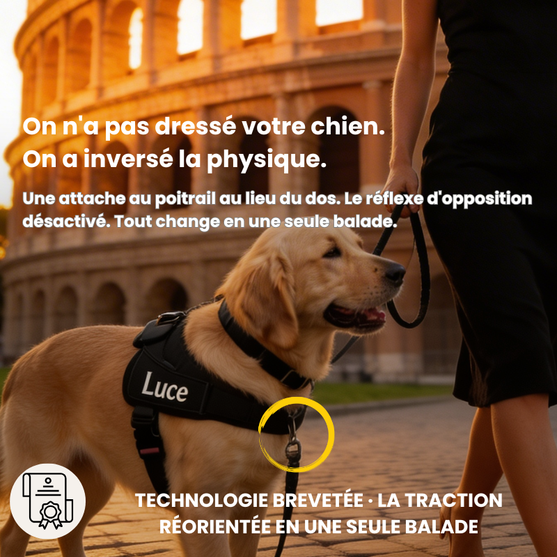 Veltrio – Harnais Anti-Traction Chien | Contrôle Total Sans Dressage